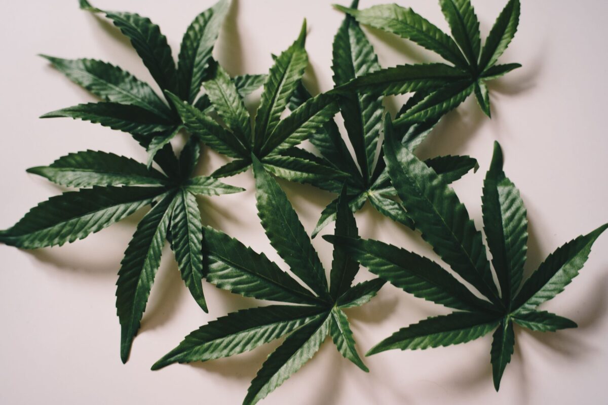 cbdissimo notre avis thc affiché